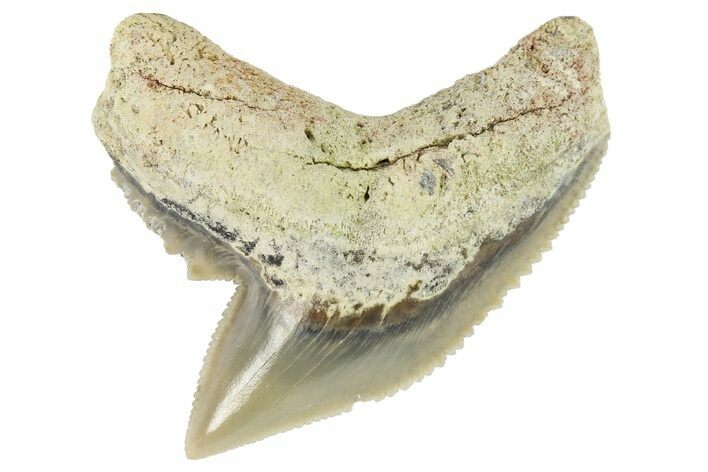Fossil Tiger Shark (Galeocerdo) Tooth - Aurora, NC #179016